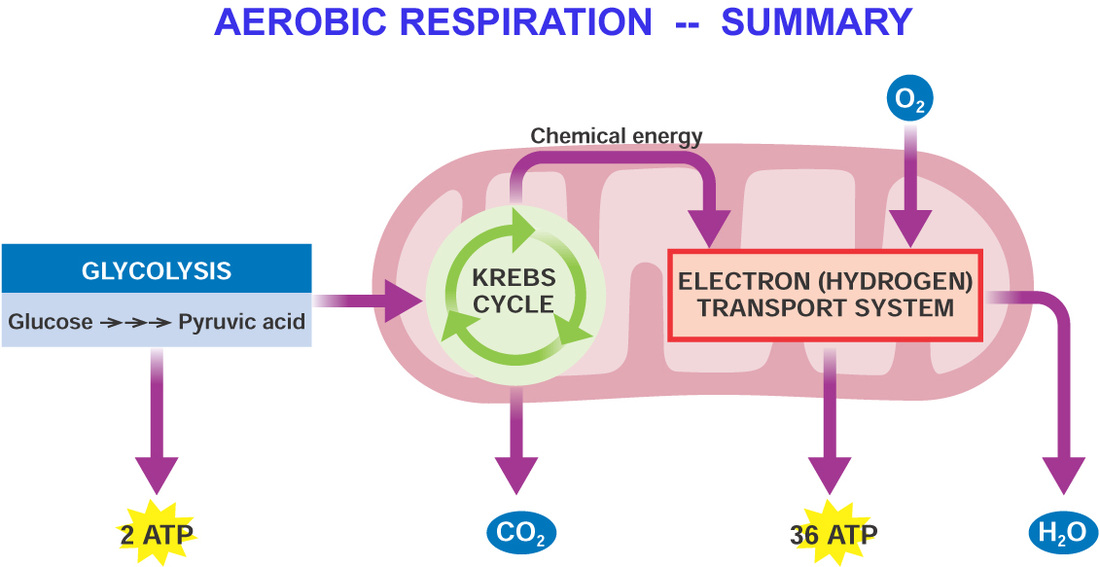 the site of aerobic respiration